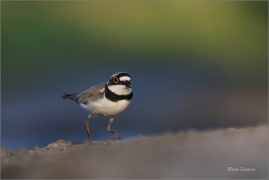 <p>KULÍK ŘÍČNÍ (Charadrius dubius) jižní Morava ---- /Little ringed plover - Flussregenpfeifer/</p>